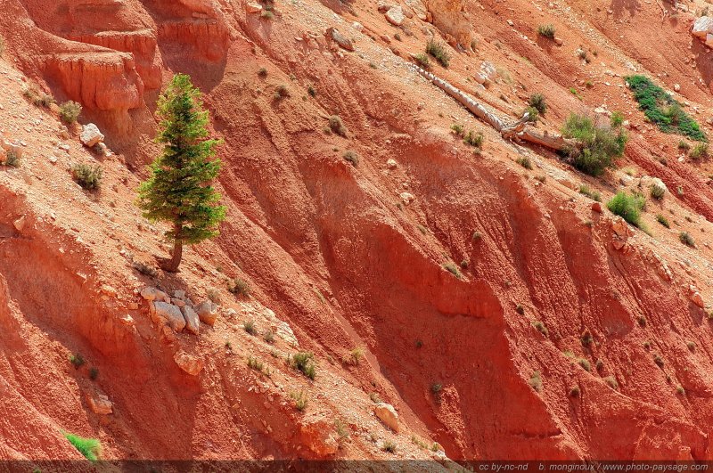 Un conifère sur une pente érodée
Rainbow point, Bryce Canyon National Park, Utah, USA
Mots-clés: bryce_canyon utah usa nature hoodoo categ_ete conifere
