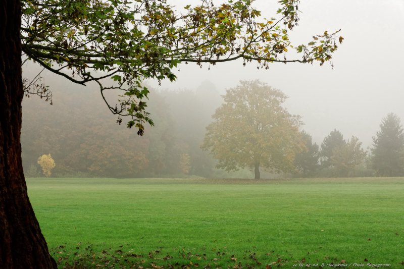 Brouillard d'automne
[Photos d'automne]
Mots-clés: brume pelouse
