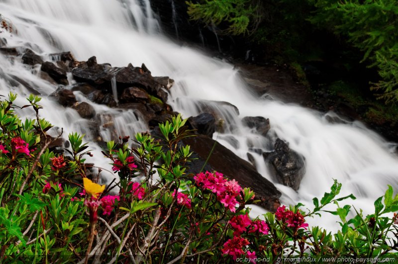 Une cascade dans les Ecrins, bordée de Rhododendrons en fleurs
Pays des Ecrins, Hautes Alpes
Mots-clés: Alpes_Ecrins montagne nature categ_ete fleur-de-montagne cascade les_plus_belles_images_de_nature