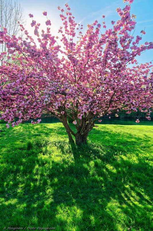 Cerisier en fleurs sur les bords de la Marne
Le printemps en bord de Marne
Mots-clés: plus_belles_images_de_printemps riviere printemps arbre_en_fleur cerisier cadrage_vertical arbre_seul