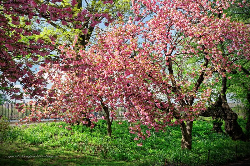 Cerisiers en fleurs dans Central Park  - 1
Manhattan, New-York, USA
Mots-clés: new-york usa arbre_en_fleur printemps