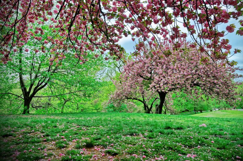Cerisiers en pleine floraison dans Central Park
Manhattan, New-York, USA
Mots-clés: new-york usa plus_belles_images_de_printemps arbre_en_fleur