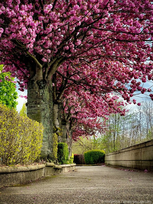 Promenade sous les cerisiers en fleurs
Les bords de Marne
Mots-clés: cadrage_vertical arbre_en_fleur plus_belles_images_de_printemps alignement_d_arbre
