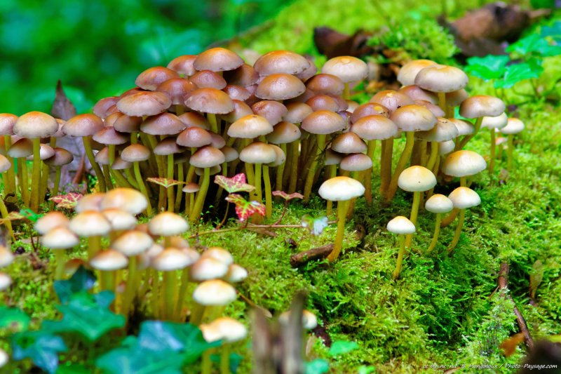 Mousse et champignons sur un tronc d'arbre mort
[Photos d'automne]
Mots-clés: champignon mousse