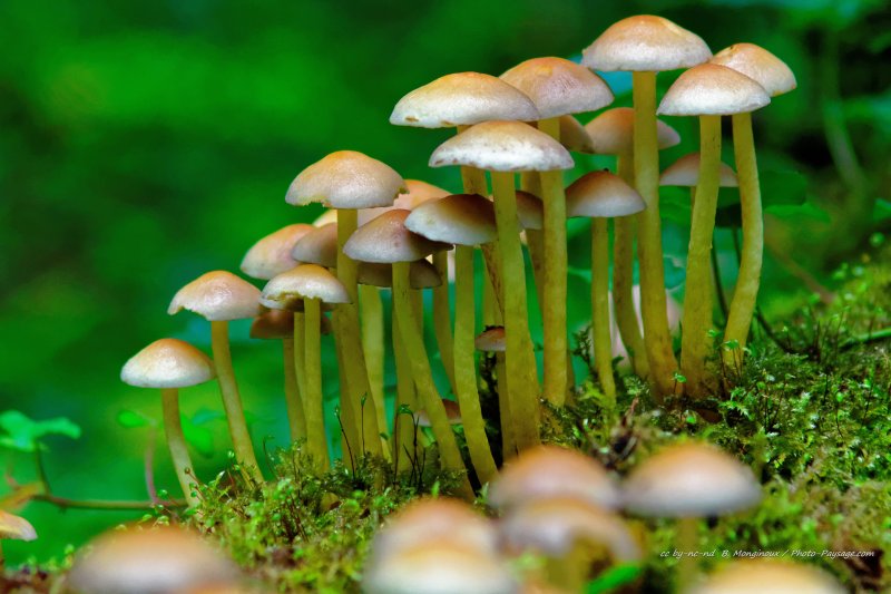 Champignons sur tronc d'arbre mort recouvert de mousse
[Photos d'automne]
Mots-clés: champignon mousse belles-photos-automne