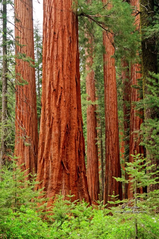 Dans la forêt de séquoias géants 
Bois de Mariposa Grove, Parc National de Yosemite, Californie, USA
Mots-clés: yosemite californie usa sequoia foret_usa cadrage_vertical