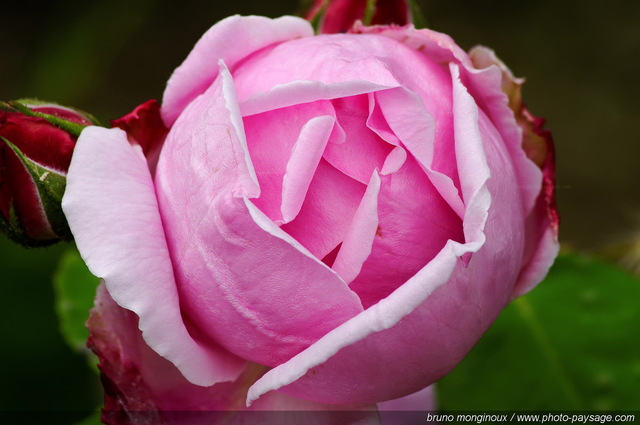 Une belle rose au mois de mai
[Les couleurs du printemps]
Mots-clés: fleurs rose printemps rosier petale parfum