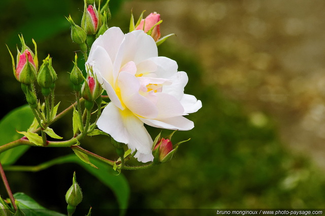 Un rosier
[Les couleurs du printemps]
Mots-clés: fleurs rose printemps rosier petale parfum bouton_de_rose sepale