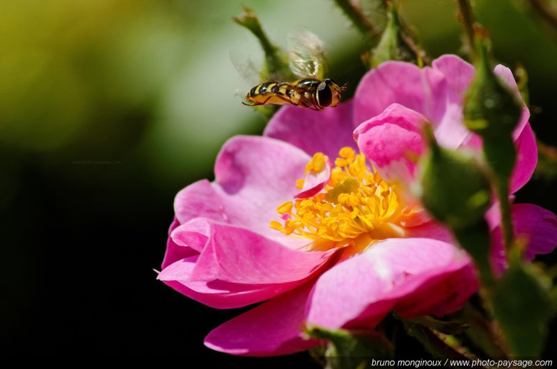 Une abeille voletant au-dessus des étamines d'une rose
[Les couleurs du printemps]
Mots-clés: fleurs rose printemps rosier petale parfum insecte abeille pollen