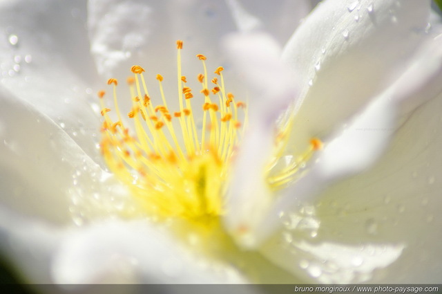 Etamines et gouttes de pluie
[Les couleurs du printemps]
Mots-clés: fleurs rose printemps rosier petale parfum goutte