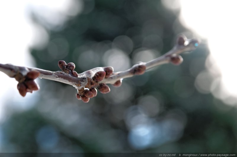 Des bourgeons recouverts d'un pellicule de glace
[hiver]
Mots-clés: hiver glace stalactite fonte froid