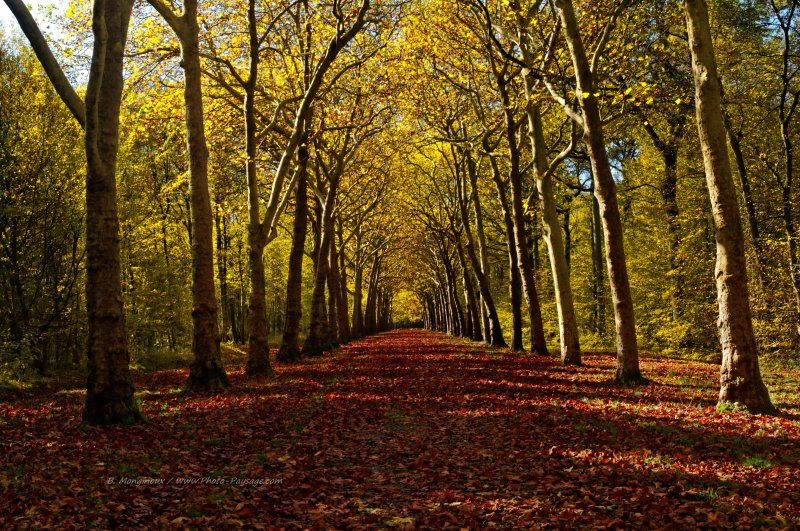 Des platanes alignés le long d'une allée
Forêt de Ferrières, Seine et Marne
Mots-clés: automne nature alignement_d_arbre platane chemin