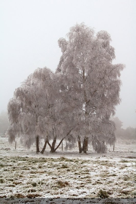 Des arbres entièrement recouverts par le givre
Un hiver glacial sur la Margeride...
Mots-clés: hiver givre nature massif-central montagne cadrage_vertical