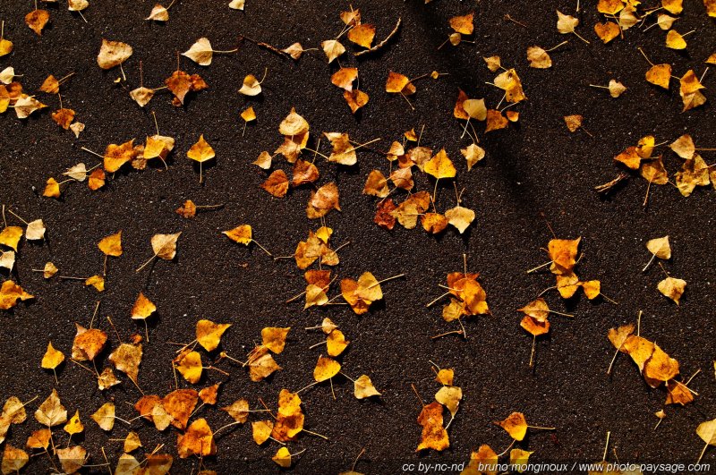 Des feuilles mortes de peuplier sur le bitume
Mots-clés: automne peuplier route feuilles_mortes