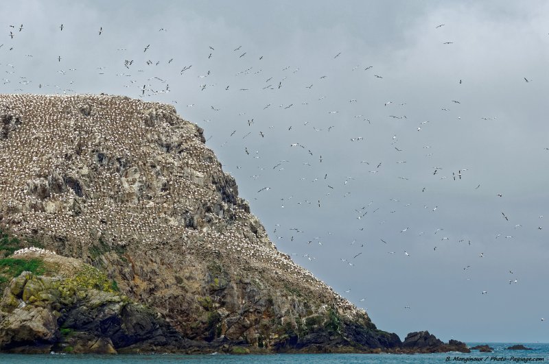 Des milliers de fous de bassan sur l'Île Rouzic
Réserve naturelle nationale des Sept-Îles, Côtes d'Armor, Bretagne
Mots-clés: oiseau
