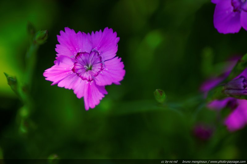 Dianthus deltoide
Mots-clés: fleurs printemps