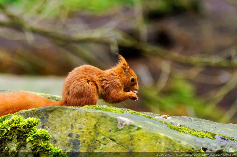 Un écureuil roux en train de manger une noisette
Ecureuil roux
Mots-clés: vie_sauvage ecureuil