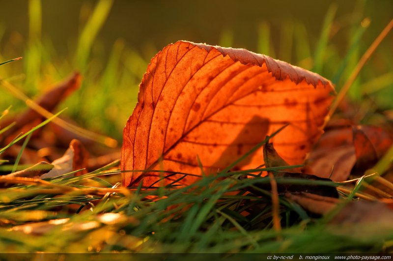 Feuille morte sur de l'herbe dans la lumière du soleil couchant
Mots-clés: automne feuilles_mortes herbe