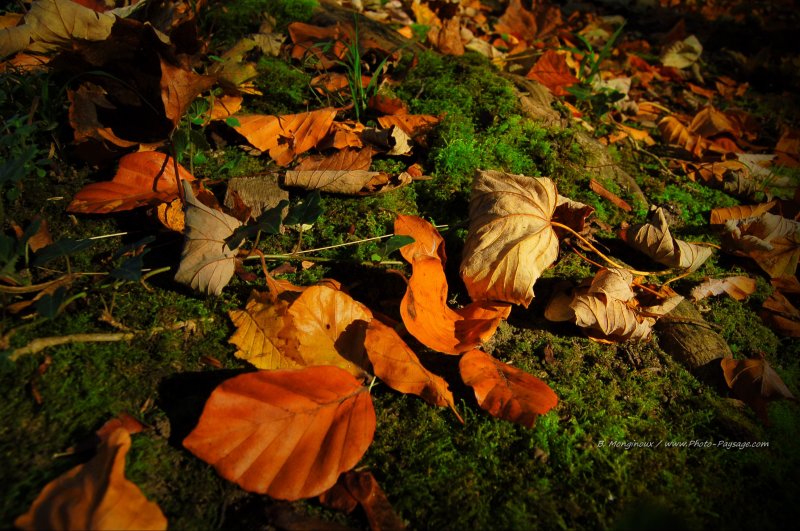Feuilles mortes sur tapis de mousse en sous bois
Mots-clés: automne mousse