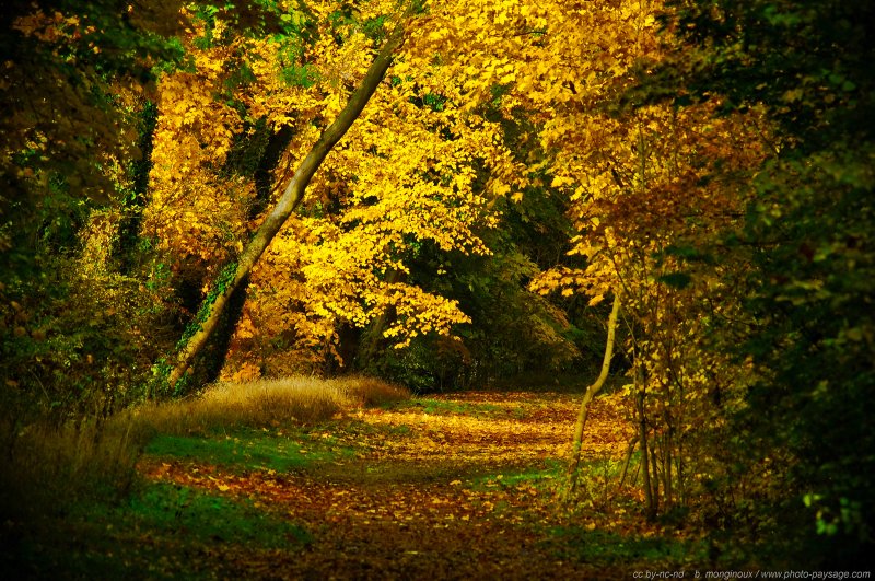 Un chemin recouvert de feuilles mortes
[Photos d'automne]
Mots-clés: belles-photos-automne automne couleur sentier feuilles_mortes rayon_de_soleil_en_foret les_plus_belles_images_de_nature