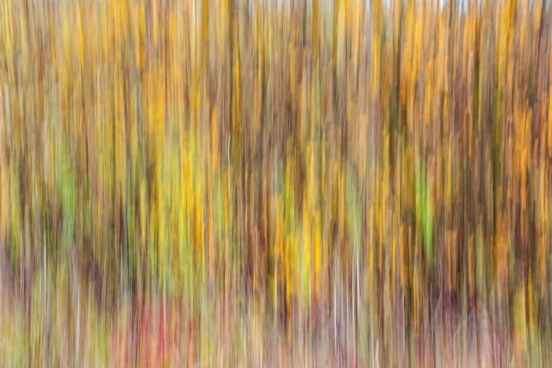 Filé d'arbres en automne   01
[Images d'automne]
Mots-clés: abstrait_nature automne texture minimaliste