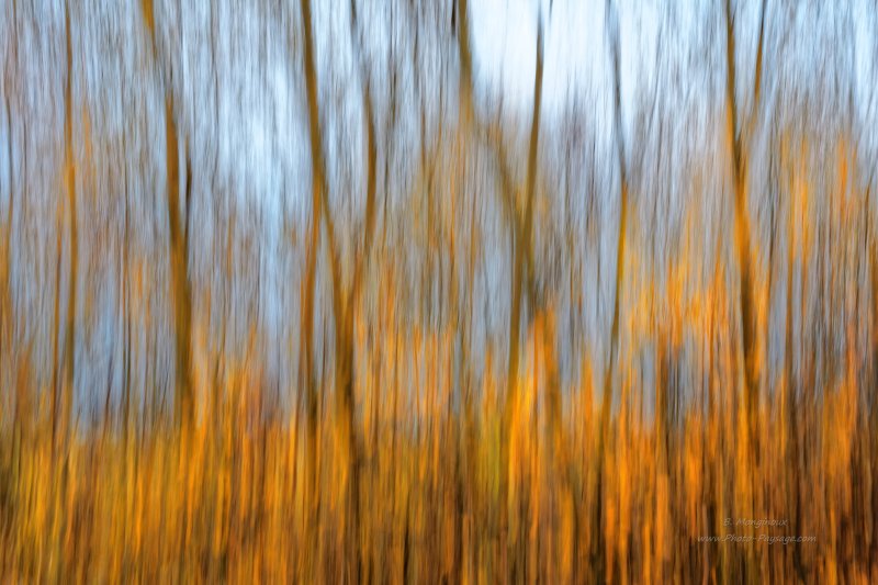Filé d'arbres en automne   02
[Images d'automne]
Mots-clés: abstrait_nature automne