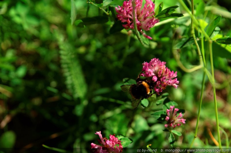 Une abeille qui butine une fleur de trèfle
Pays des Ecrins (Hautes-Alpes)
Mots-clés: fleur-de-montagne alpes_ecrins montagne nature categ_ete insecte abeille