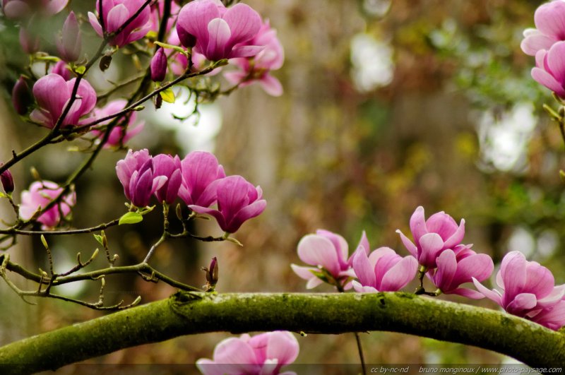 Fleurs de magnolia au printemps - 2
[Les fleurs printanières...]
Mots-clés: magnolia fleurs printemps arbuste plus_belles_images_de_printemps