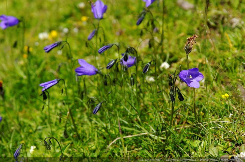 Fleurs sauvages dans les montagnes autrichiennes -02
Alpes autrichiennes
Mots-clés: montagne Alpes_Autriche fleur-de-montagne categ_ete fleurs fleur-sauvage fleur_sauvage nature