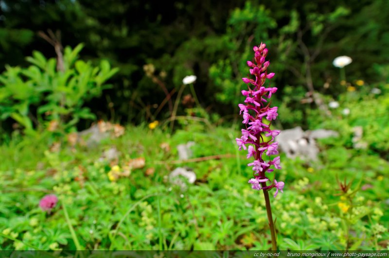 Orchis moustique - 04
Alpes de Haute-Savoie
Mots-clés: fleur-de-montagne alpes montagne nature categ_ete prairie