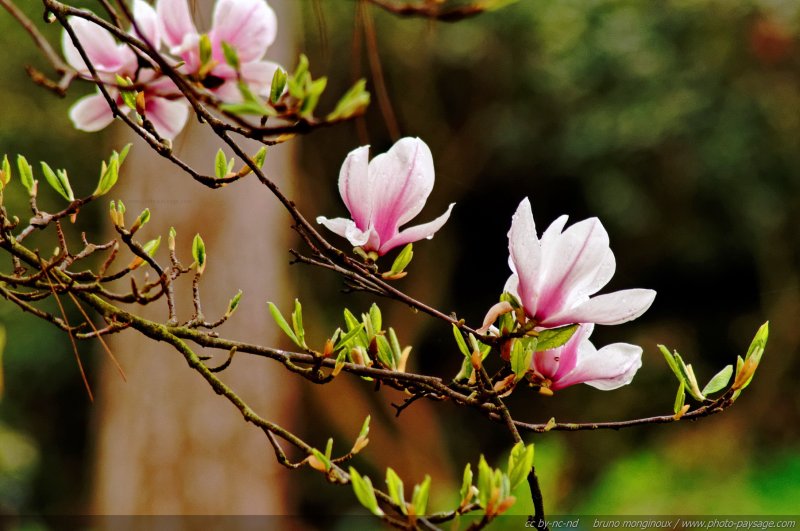 Gouttes de pluie printanière sur les pétales des fleurs d\'un magnolia - 01
[Les fleurs printanières...]
Mots-clés: magnolia fleurs printemps arbuste goutte pluie