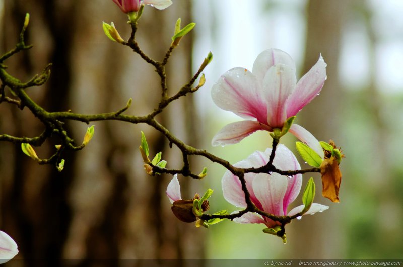 Gouttes de pluie printanière sur les pétales des fleurs d\'un magnolia - 02
[Les fleurs printanières...]
Mots-clés: magnolia fleurs printemps arbuste goutte pluie plus_belles_images_de_printemps