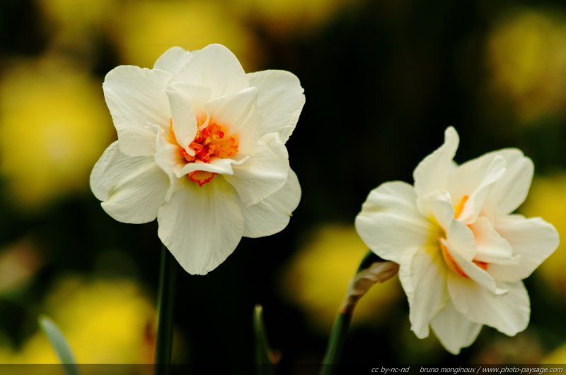 Jonquilles printanières
[Le printemps en image]
Mots-clés: jonquille narcisse printemps fleurs nature