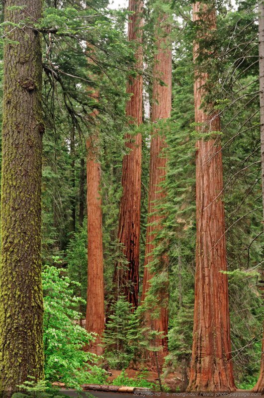 La forêt de séquoias géants de Mariposa Grove
Yosemite National Park, Californie, USA
Mots-clés: USA etats-unis californie yosemite sequoia foret_usa cadrage_vertical