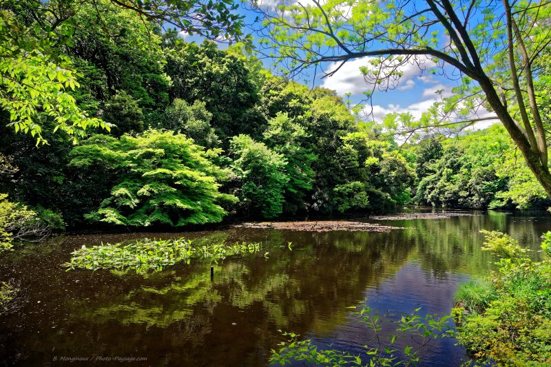 Un petit lac dans le jardin impérial Yoyogi Gyoen
Jardin intérieur du sanctuaire Meiji.
Tokyo (quartier Shibuya), Japon
Mots-clés: categorielac printemps plus_belles_images_de_printemps