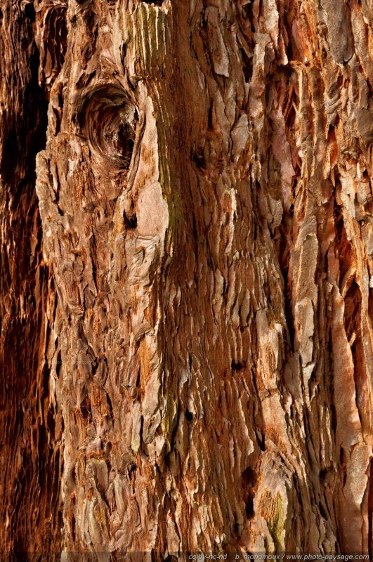 Le tronc d'un séquoia
Forêt de Ferrières, Seine et Marne
Mots-clés: sequoia categ_tronc ecorce foret_ferrieres cadrage_vertical