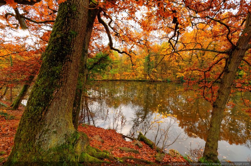Les couleurs de l'automne dans le Bois de Vincennes
Bois de Vincennes, Paris, France
Mots-clés: automne paris categorielac reflets Vincennes