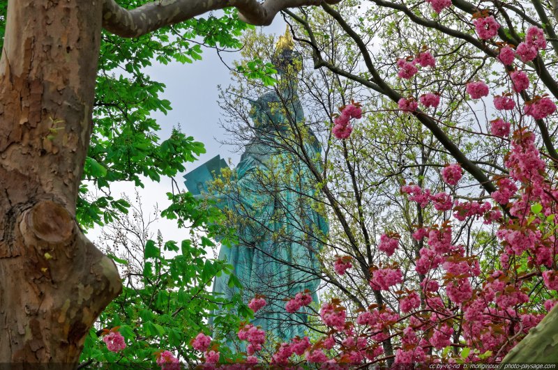 Les couleurs du printemps sur Liberty Island
Baie de New York, USA
Mots-clés: new-york usa monument arbre_en_fleur printemps