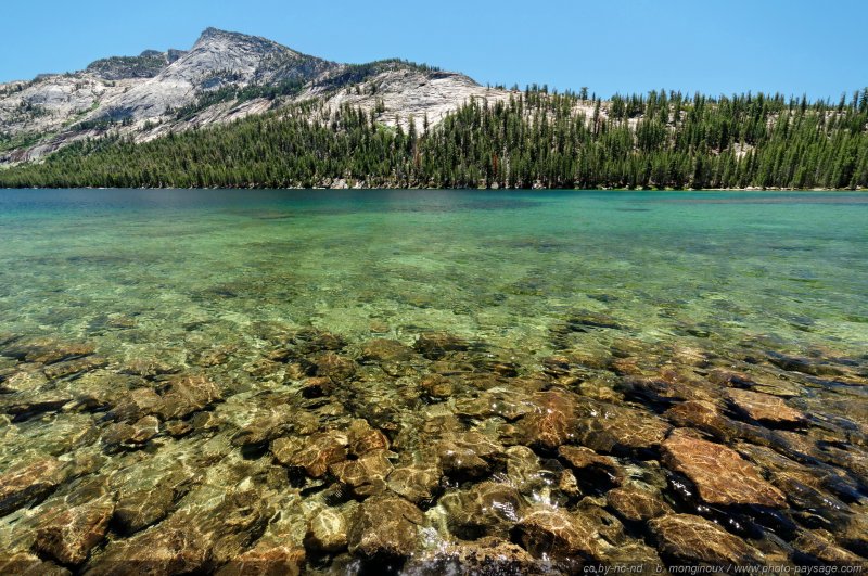 Les eaux translucides de Tenaya Lake
Yosemite National Park, Californie, USA
Mots-clés: USA etats-unis californie yosemite categorielac categ_ete grand-angle foret_usa montagne_usa les_plus_belles_images_de_nature