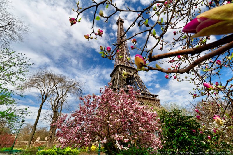 Magnolias en fleurs au pied de la Tour Eiffel   4
Le Champs de Mars, Paris, France
Mots-clés: printemps paris monument arbre_en_fleur magnolia