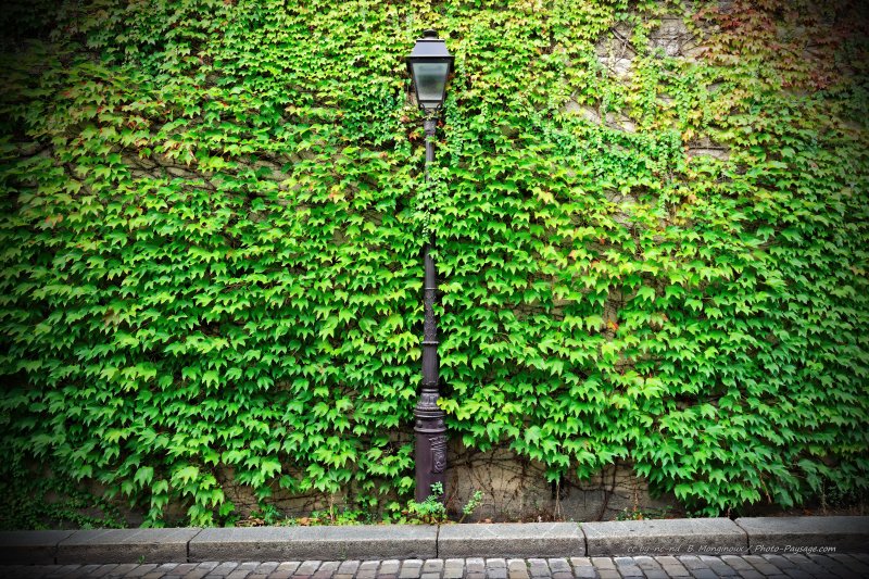 Un lampadaire recouvert de lierre sur la Butte Montmartre
Paris, France
Mots-clés: montmartre lampadaires categorieruesparis les_plus_belles_images_de_ville insolite