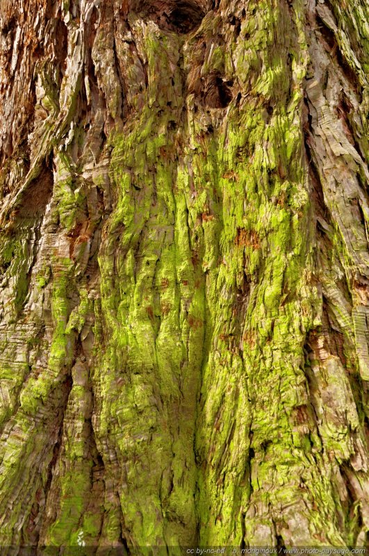 Mousse sur l'écorce d'un séquoia
Forêt de Ferrières, Seine et Marne
Mots-clés: sequoia categ_tronc ecorce foret_ferrieres cadrage_vertical