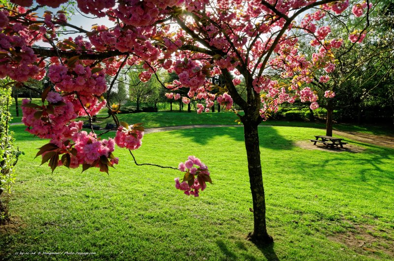 Pique nique sous les cerisiers en fleurs
[Images de printemps]
Mots-clés: printemps plus_belles_images_de_printemps