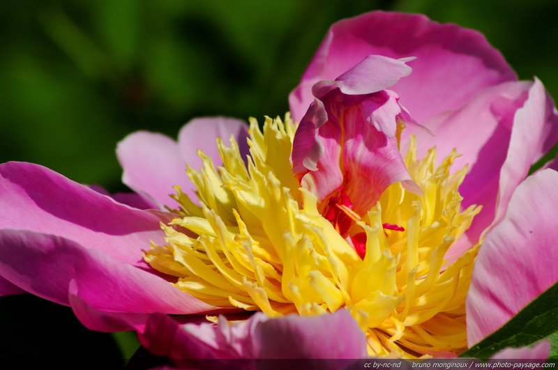 Pivoine herbacée rose - 2
Mots-clés: fleurs printemps pivoine