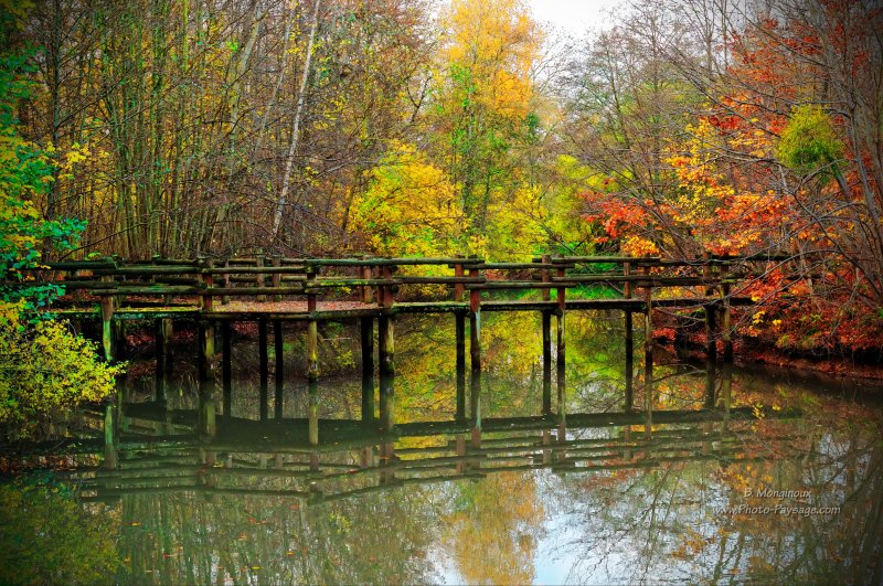 Un petit pont de bois se reflète sur l'étang de la Planchette - Forêt de Ferrières, Seine et Marne