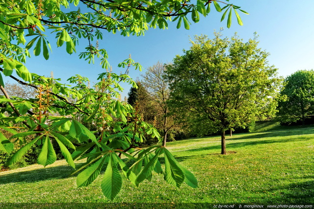 Premiers feuillages du printemps
[Le printemps en image]
Mots-clés: printemps feuille feuillage herbe pelouse les_plus_belles_images_de_nature plus_belles_images_de_printemps