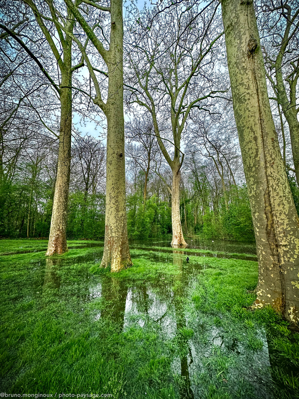 Des platanes les pieds dans l’eau après la pluie
Parc de Sceaux 
Mots-clés: Platane reflets printemps pluie cadrage_vertical