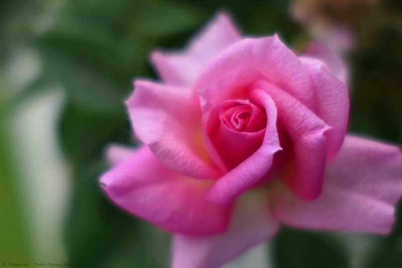 Rose
Rose
Mots-clés: rose printemps