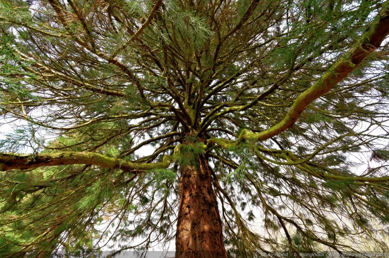Sous les branches des séquoias
Forêt de Ferrières, Seine et Marne
Mots-clés: sequoia foret_ferrieres