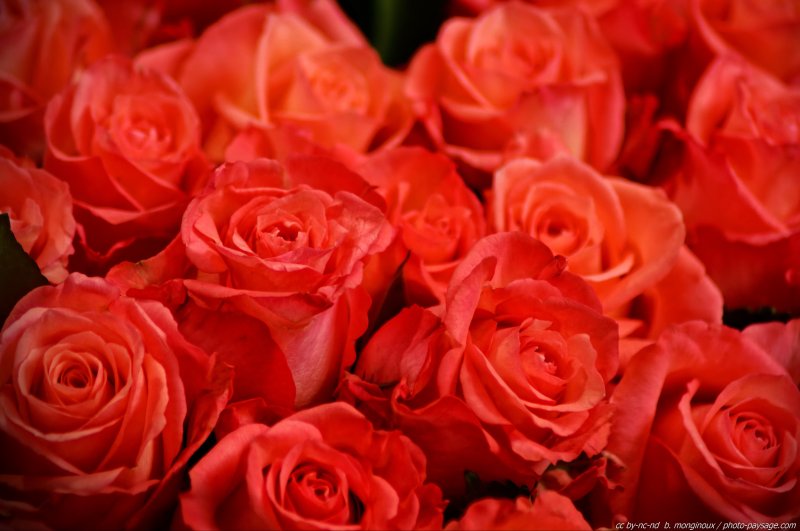 Des roses rouge clair sur le marché aux fleurs d'Amsterdam
Amsterdam, Pays-Bas
Mots-clés: fleurs amsterdam pays-bas hollande rose